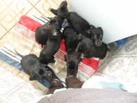 Cachorrinhos