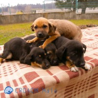 cães para adoção