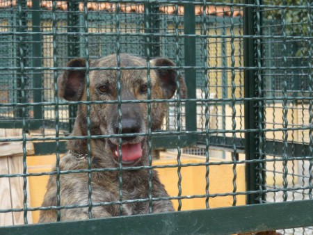Cão para adoção