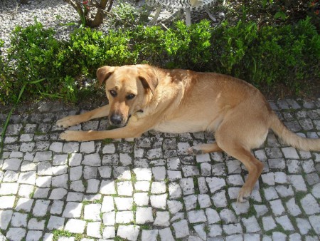 cães para adoção
