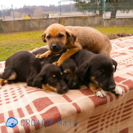 cães para adoção