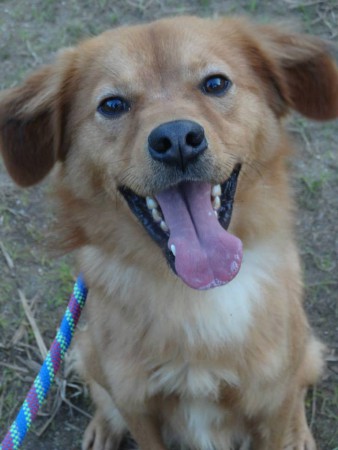 Cão para adoção